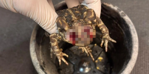 CRUELDADE: Equipe da Fujama resgata sapo que teve olhos arrancados