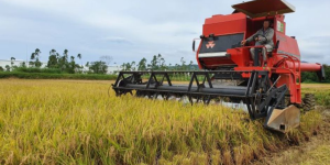 Arroz e banana ganham destaque no agronegócio do Norte de SC; clima é principal desafio para produtores