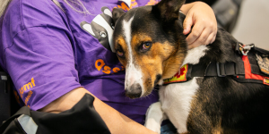 Projeto prevê acolhimento de animais de estimação de pacientes hospitalizados em SC