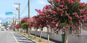 Jaraguá do Sul avança na elaboração do Plano Municipal de Arborização Urbana