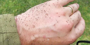 Crise dos maruins em Luiz Alves expõe cobrança por transparência e ações concretas