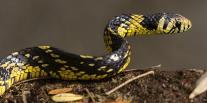 Cobra dá bote inesperado e atinge boca de trabalhador em área rural de SC