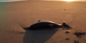 43 toninhas foram encontradas mortas no litoral de SC em 2026