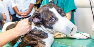 Câmara cobra estudos para criação de hospital público veterinário em Jaraguá do Sul