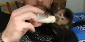 Filhote de macaco é resgatado debilitado em Jaraguá do Sul e recuperação emociona nas redes sociais