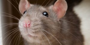 Santa Catarina confirma segunda morte por hantavirose em 2026