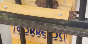 Serpente escolhe caixa de correio como esconderijo e surpreende moradora em Jaraguá do Sul