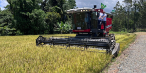Produção de arroz fortalece economia rural no Vale do Itapocu e mantém tradição agrícola na região de Jaraguá do Sul