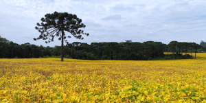 Epagri divulga estimativas para a Safra Catarinense de Verão 2026/2027 sob influência do El Niño