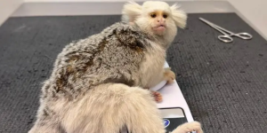 Sagui raro é resgatado pela Fujama após ser encontrado ferido em Jaraguá do Sul