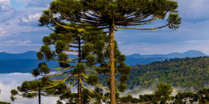 Queda nas temperaturas e chuva marcam a última semana de abril em Santa Catarina