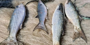 Governo de SC vai à Justiça contra suspensão da pesca da tainha determinada pelo Ministério da Pesca