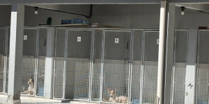 Decisão liminar em ação do MPSC obriga cidade do litoral norte a retomar castrações e garantir atendimento veterinário 24 horas