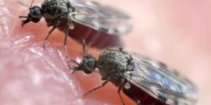 Febre do Maruim: primeiro caso é confirmado em Corupá