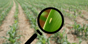 Presença da cigarrinha-do-milho nas lavouras catarinenses permanece estável