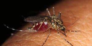 Santa Catarina registra primeira morte por dengue em 2024 na cidade de Joinville