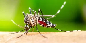 Jaraguá do Sul decreta Situação de Emergência em função da dengue