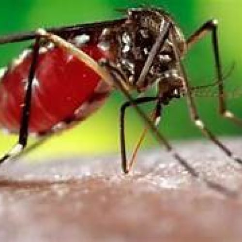 Dengue causa mais uma morte em Jaraguá do Sul