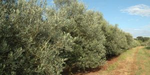 Pesquisadores da Epagri identificam primeiro registro de bactéria capaz de causar doenças em oliveiras de SC