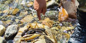 [Fotos] Peixes mortos são encontrados em rio contaminado por ácido em Joinville