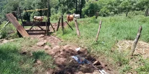 Homem morre após ser atacado por um boi em SC