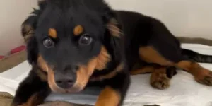 Fujama promove última feira de adoção do ano neste sábado